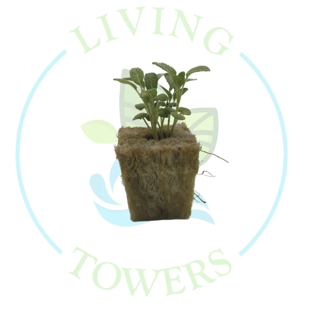Sage Tower Garden Seedling | Living Towers Florida Keys