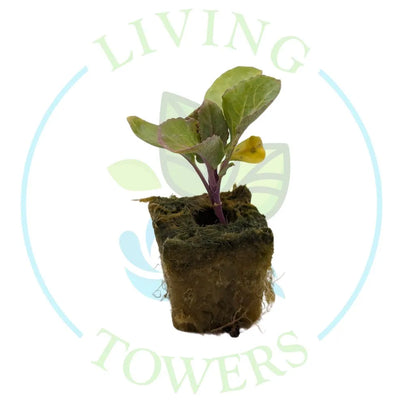 Snow Crown Cauliflower Tower Garden Seedling | Living Towers Florida Keys