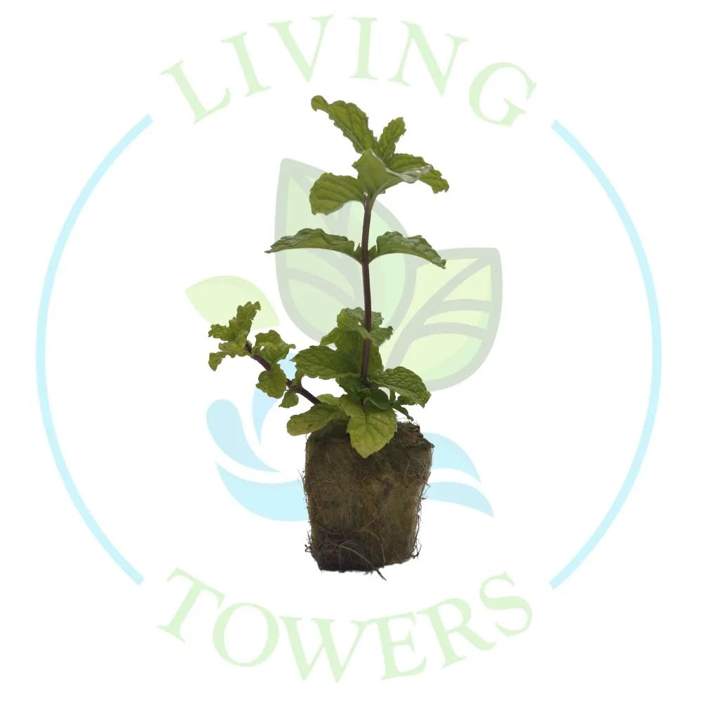 Spearmint Tower Garden Seedling | Living Towers Florida Keys