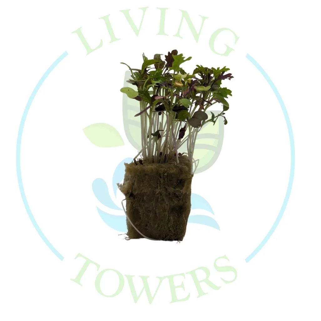 Spicy Mix Micro Green Tower Garden Seedling | Living Towers Florida Keys