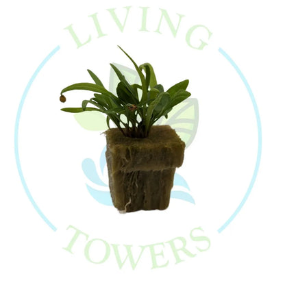 Equinox Spinach Tower Garden Seedling | Living Towers Florida Keys