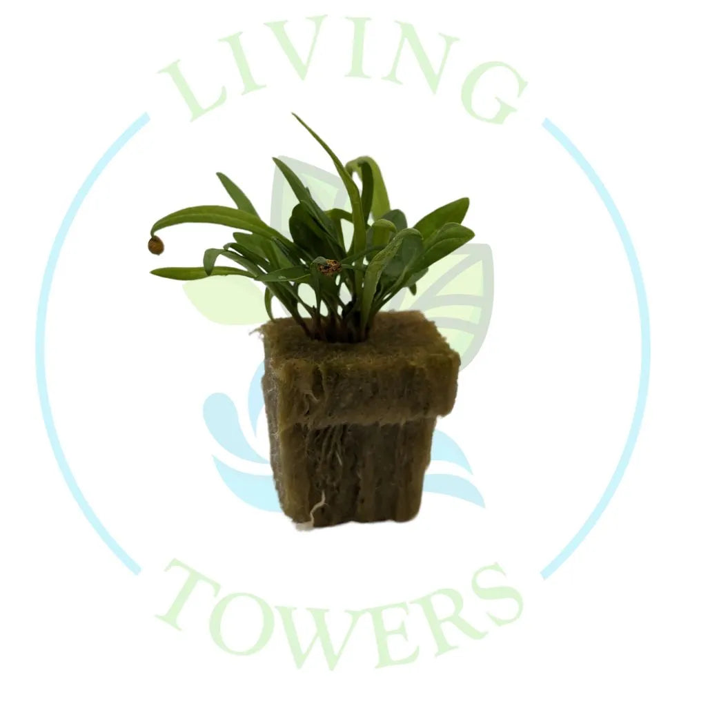 Space Spinach Tower Garden Seedling | Living Towers Florida Keys