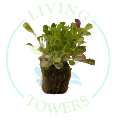 Spring Mix Lettuce Tower Garden Seedling | Living Towers Florida Keys