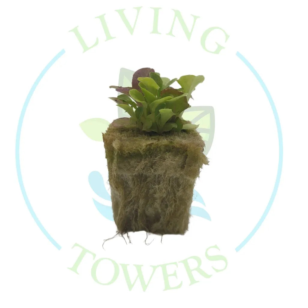 Spring Mix Lettuce Tower Garden Seedling | Living Towers Florida Keys