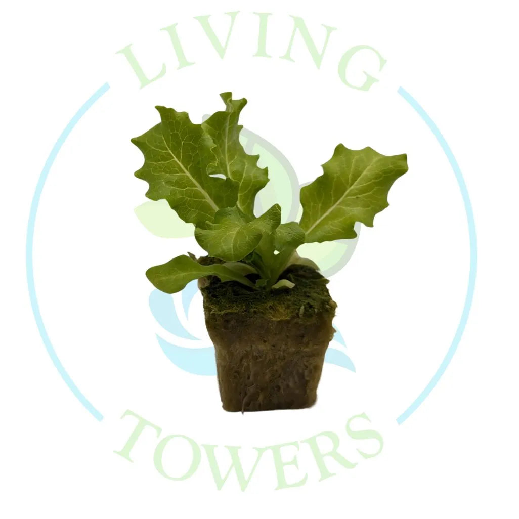 Starfighter Lettuce Tower Garden Seedling | Living Towers Florida Keys