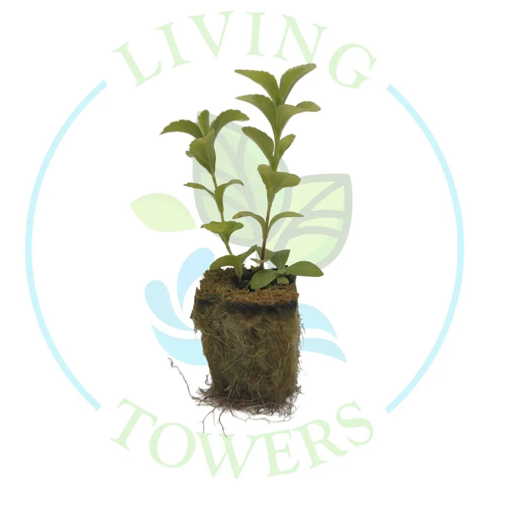 Stevia Tower Garden Seedling | Living Towers Florida Keys