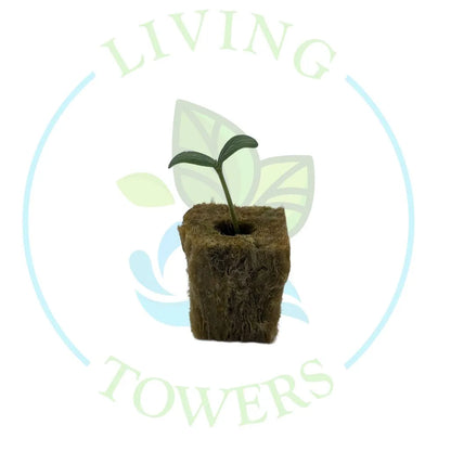 Sugar Cube Cantaloupe Tower Garden Seedling | Living Towers Florida Keys