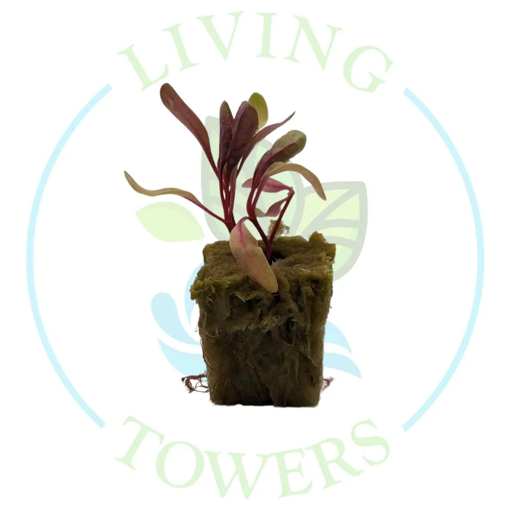 Ruby Red Swiss Chard Seedling | Living Towers Florida Keys