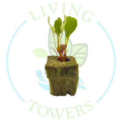 Swiss Chard Tower Garden Seedling | Living Towers Florida Keys
