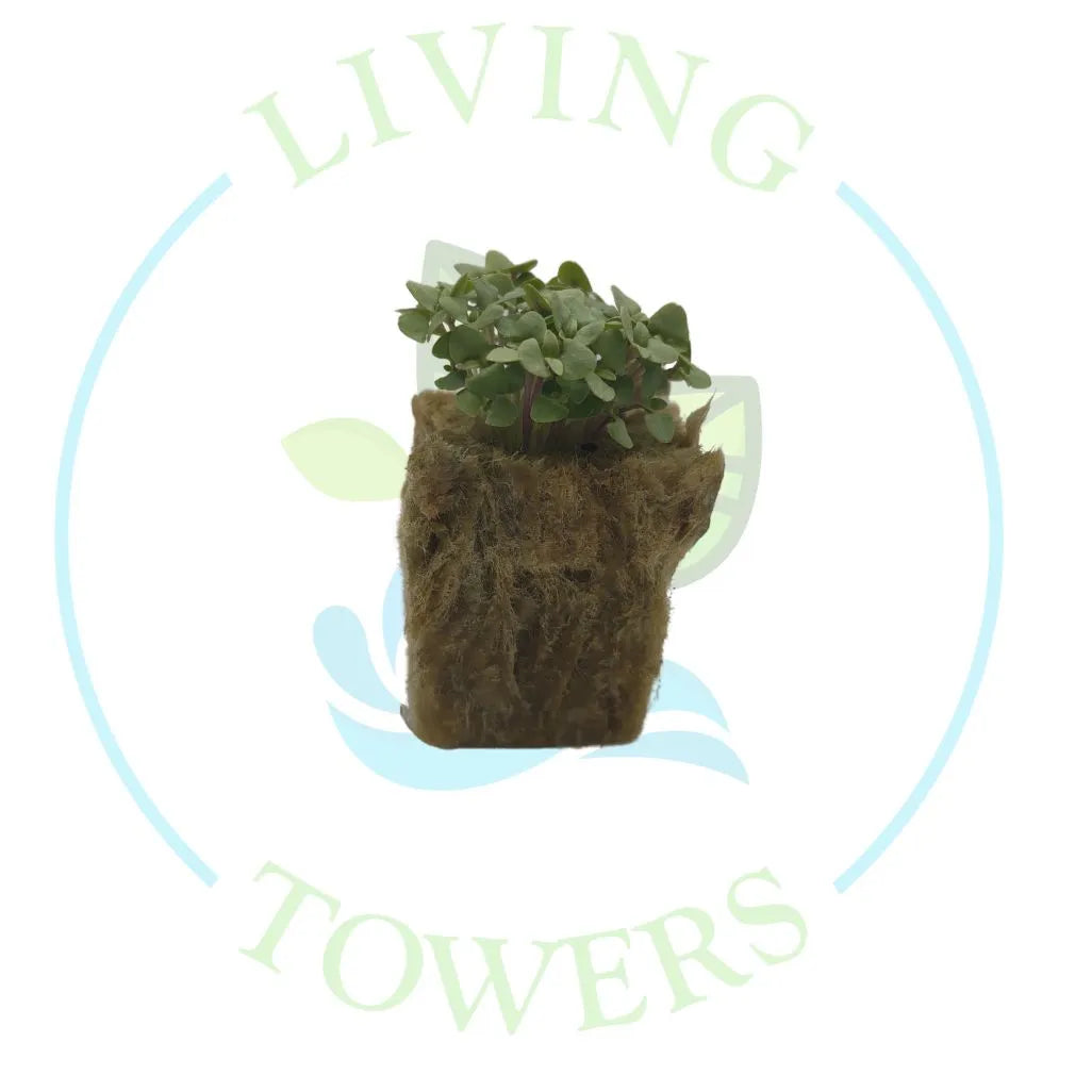 Thai Basil Tower Garden Seedling | Living Towers Florida Keys