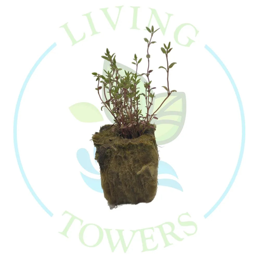 Thyme Tower Garden Seedling | Living Towers Florida Keys