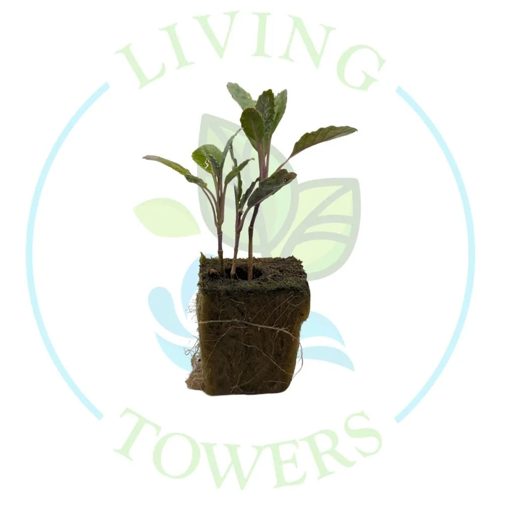 Toscano Kale Tower Garden Seedling | Living Towers Florida Keys