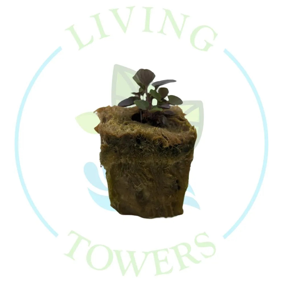 Viola Tower Garden Seedling | Living Towers Florida Keys