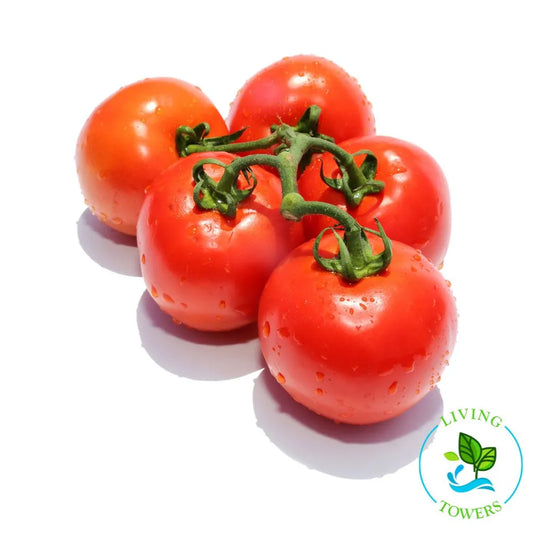 Washington Cherry Tomato Tower Garden Seedling | Living Towers Florida Keys