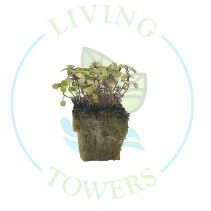 Watercress Tower Garden Seedling | Living Towers Florida Keys