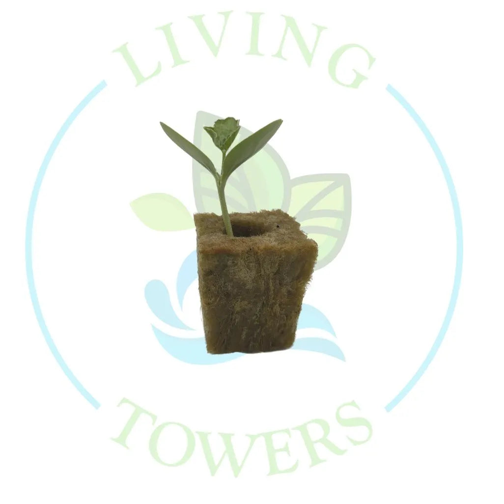 Watermelon Tower Garden Seedling | Living Towers Florida Keys